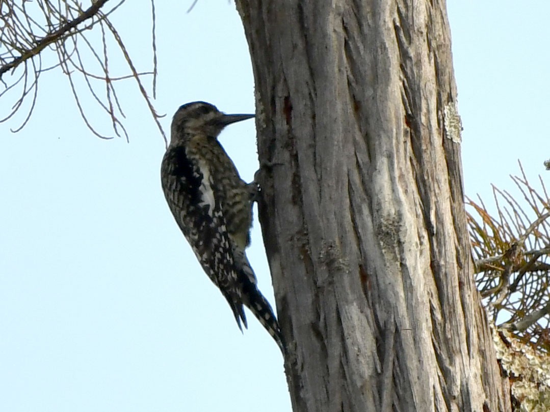 Yellow-bellied Sapsucker - ML502121421