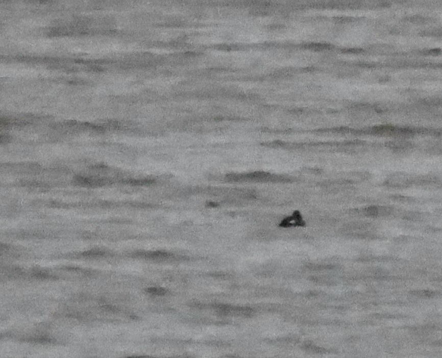 White-winged Scoter - Scott Ray