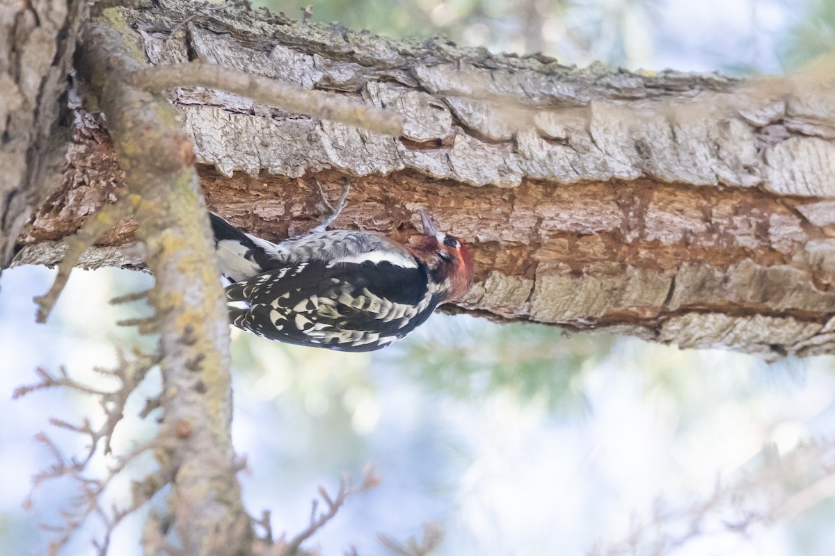Red-breasted Sapsucker - ML502126251
