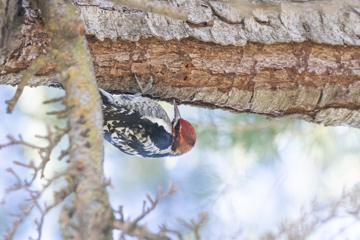 Red-breasted Sapsucker - ML502126301