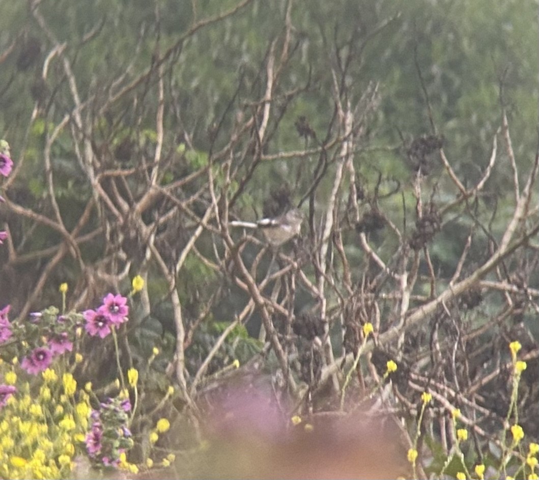 White-banded Mockingbird - ML502126801