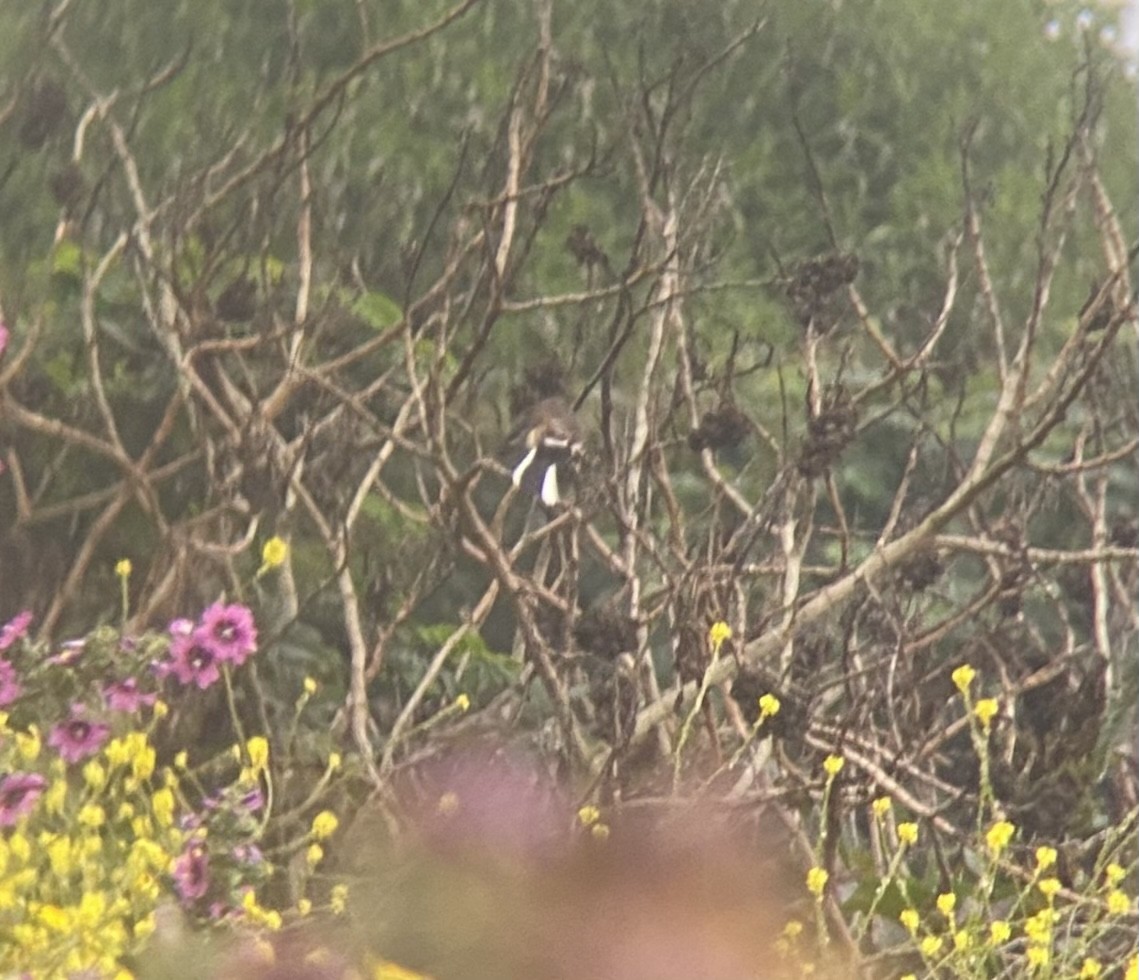 White-banded Mockingbird - ML502126811