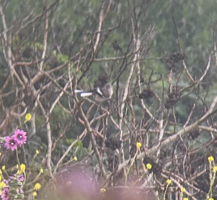 White-banded Mockingbird - ML502126821