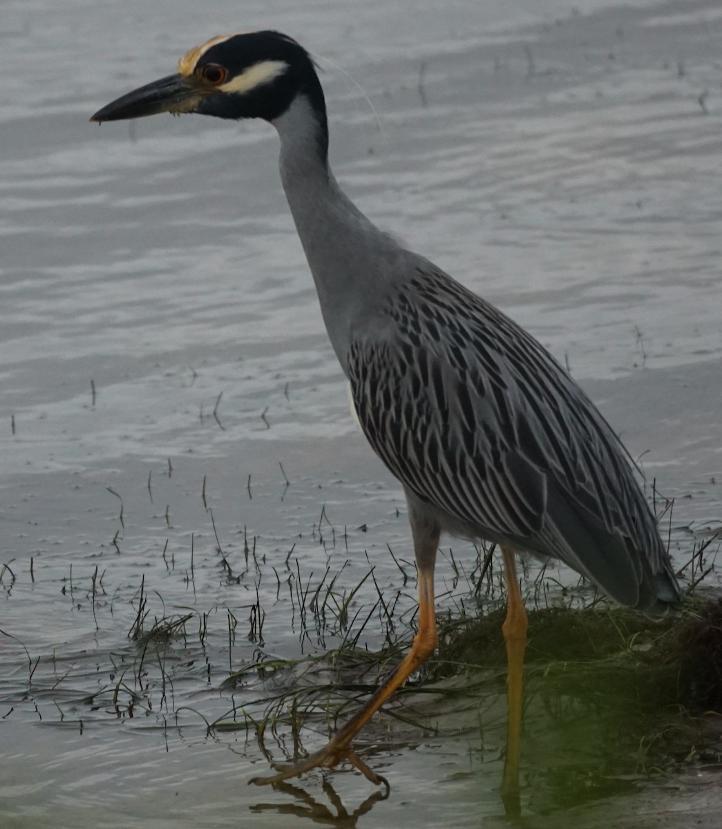 Yellow-crowned Night Heron - ML502126951