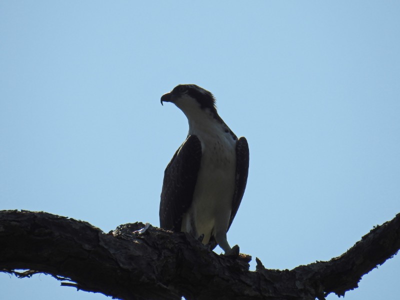 Osprey - Paul Brown