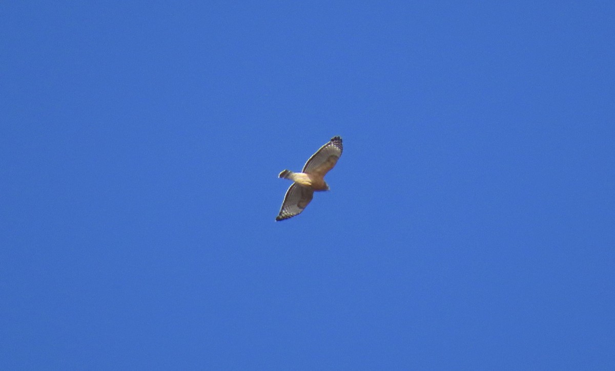 Red-shouldered Hawk (lineatus Group) - Jon P. Ruddy