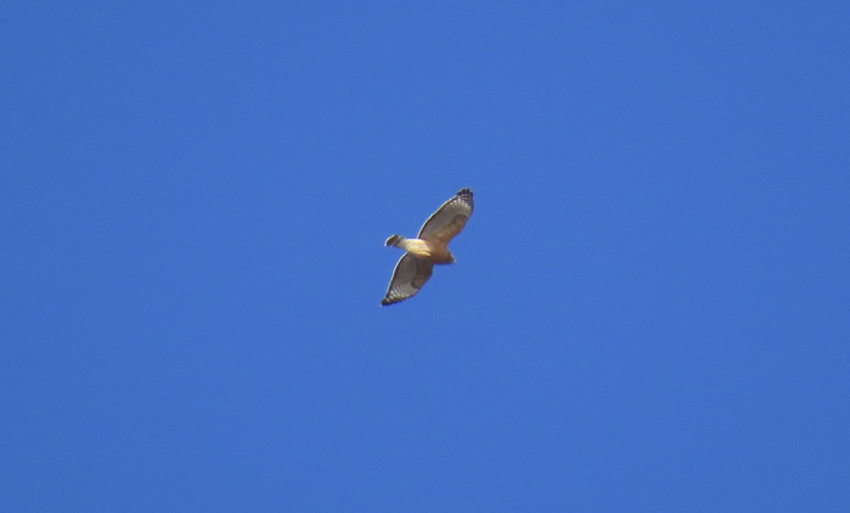 Red-shouldered Hawk (lineatus Group) - ML502129191