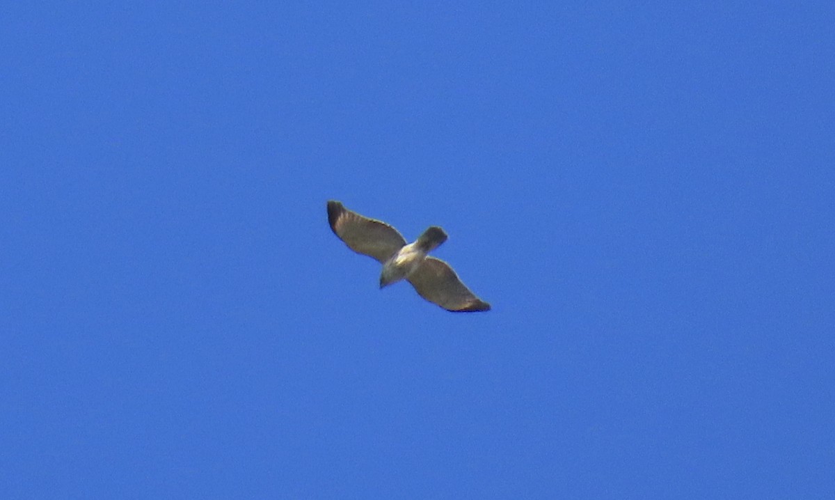 Red-shouldered Hawk (lineatus Group) - ML502129201