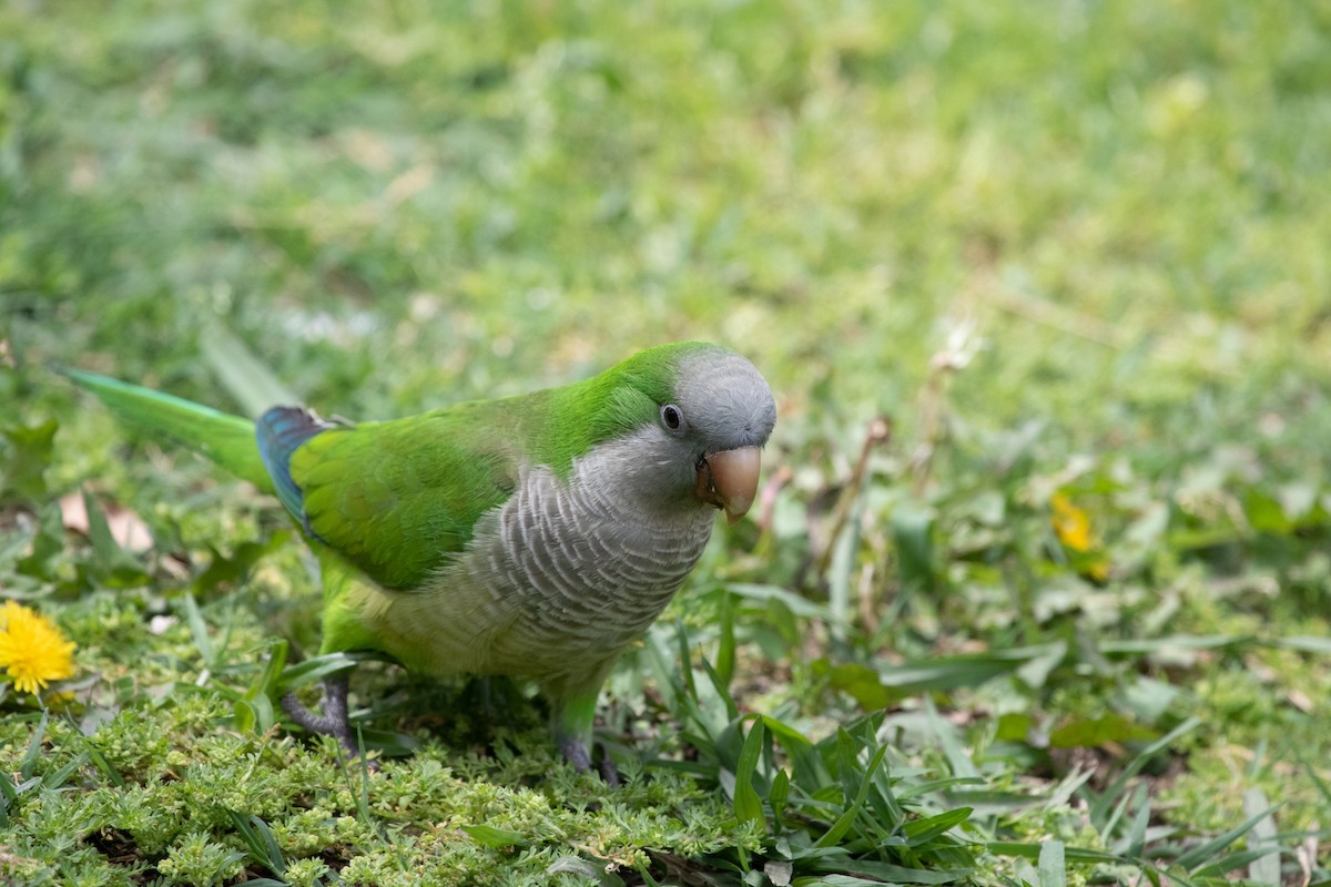 Monk Parakeet - ML502129261