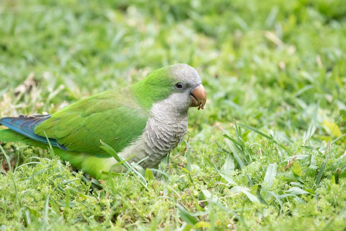 Monk Parakeet - ML502129281