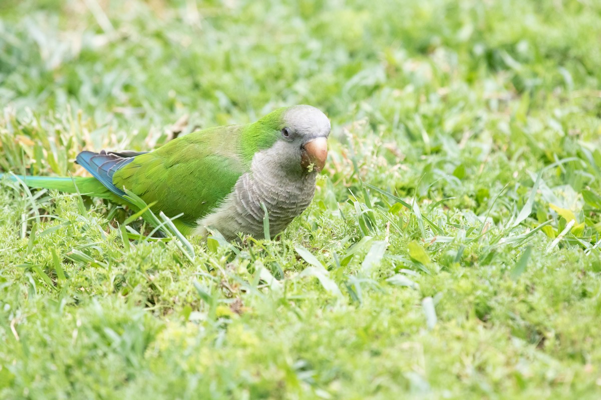 Monk Parakeet - ML502129291