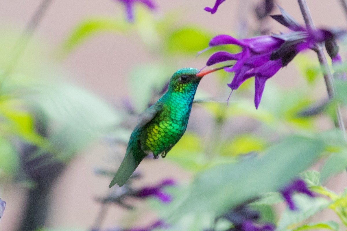 Glittering-bellied Emerald - ML502129621