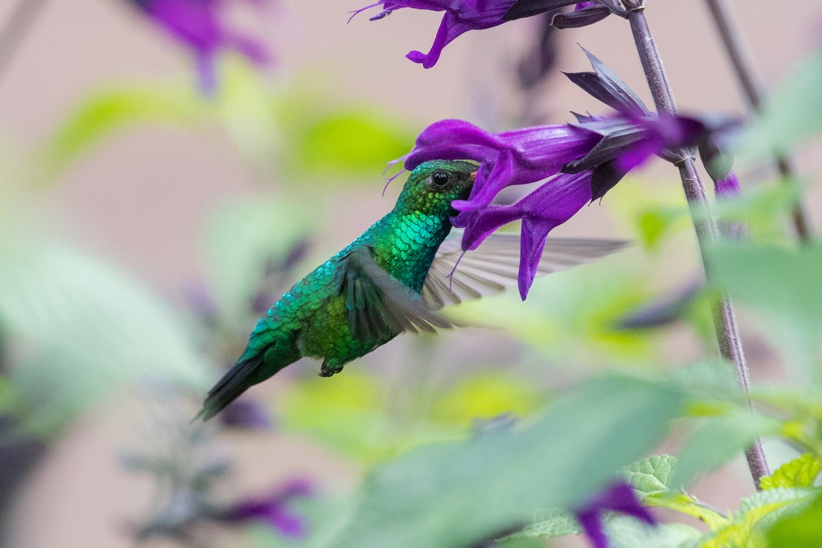 Glittering-bellied Emerald - Gordon Starkebaum