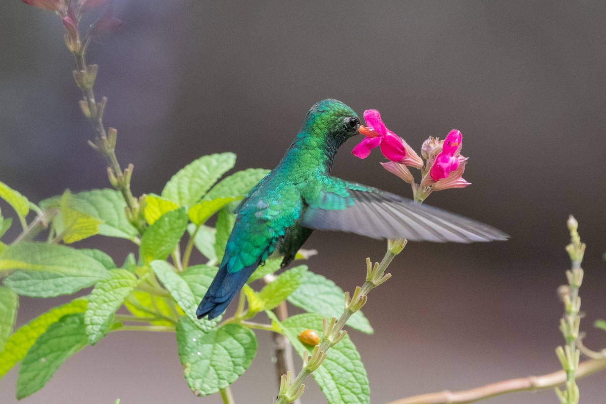 Glittering-bellied Emerald - Gordon Starkebaum