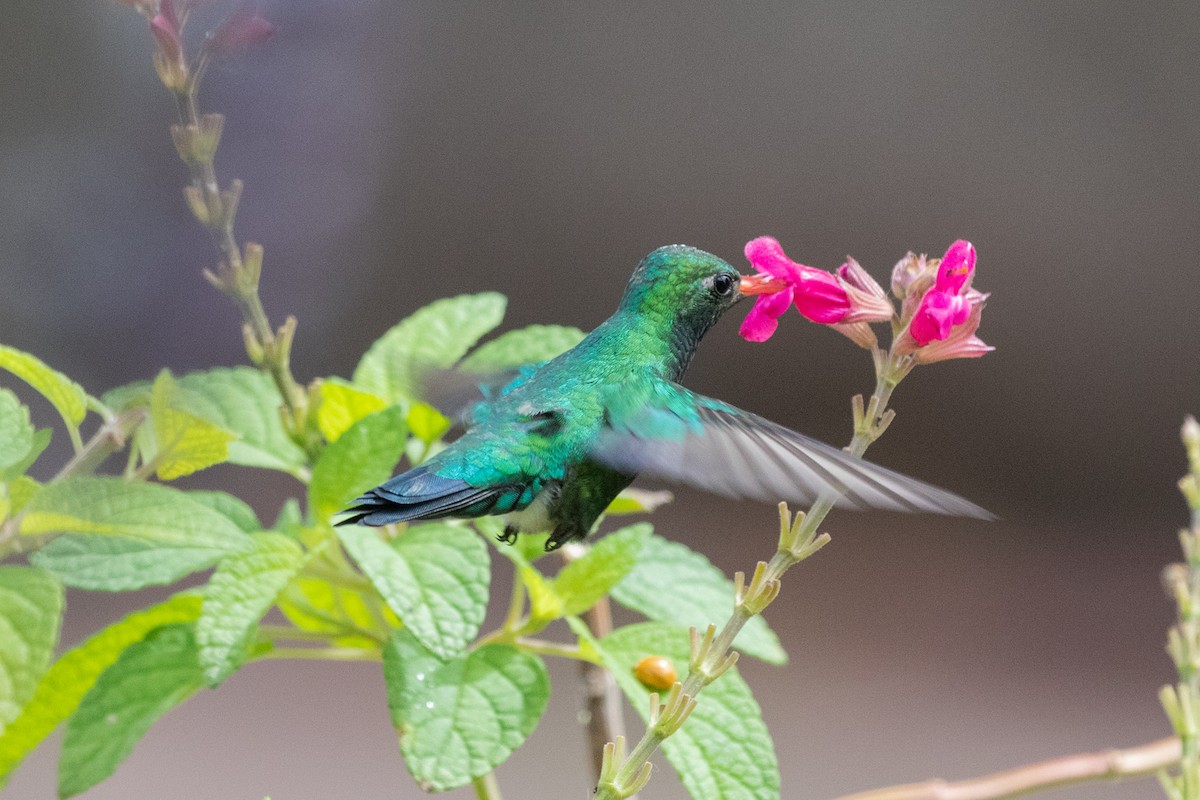 Glittering-bellied Emerald - ML502130131