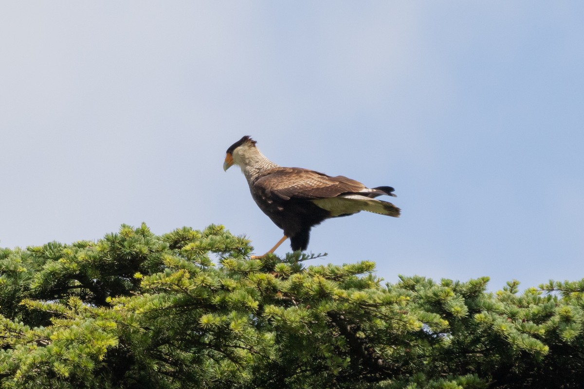 Crested Caracara - ML502130271