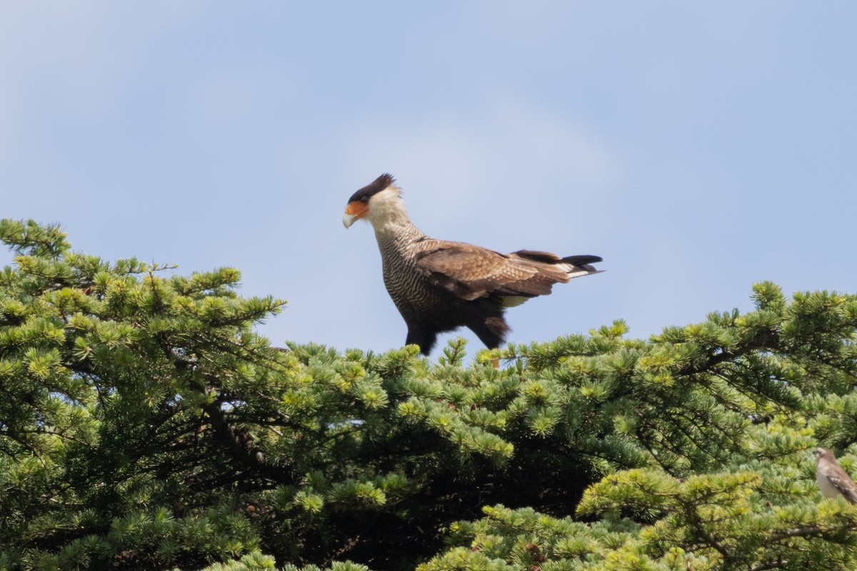 Caracara huppé - ML502130281