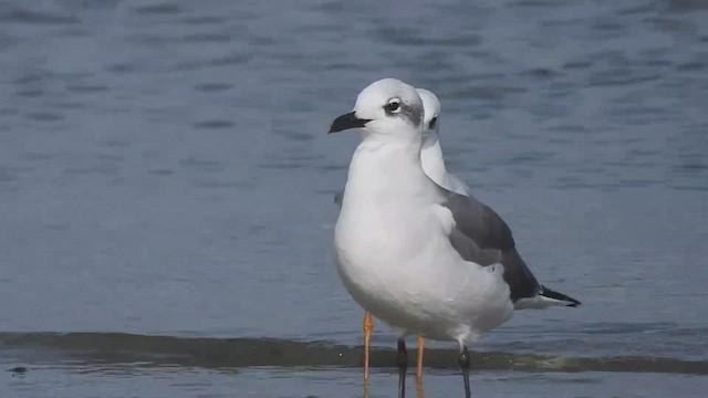 Laughing Gull - ML502130321