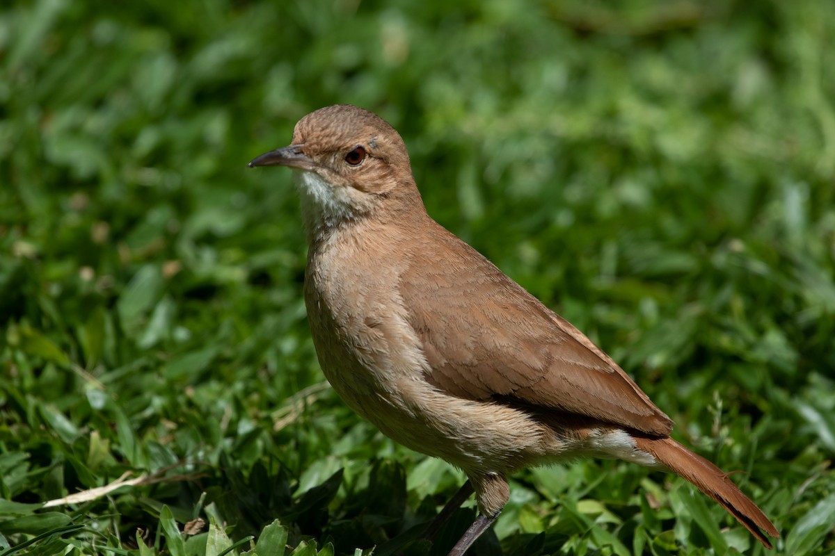 Rufous Hornero - ML502130371