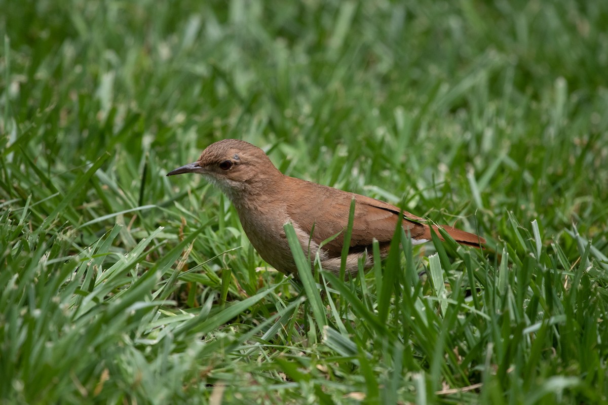 Rufous Hornero - ML502130381