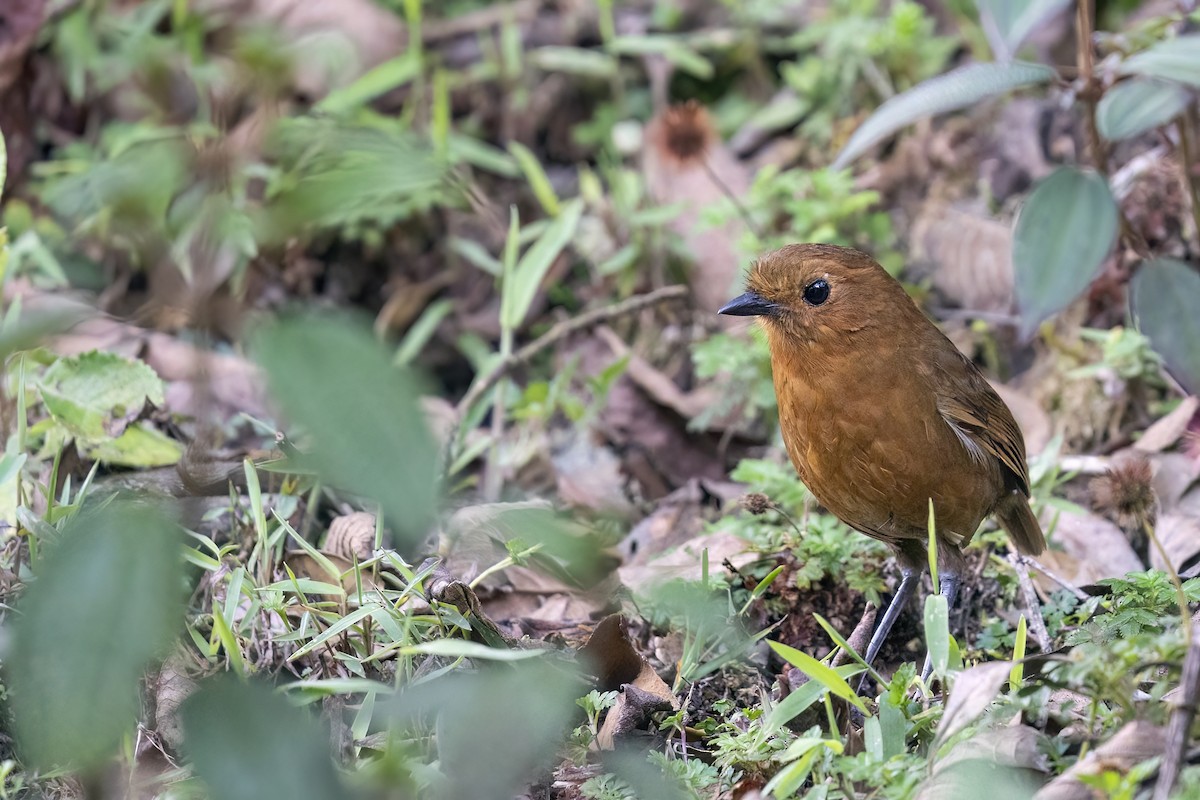 Ayacucho Antpitta - ML502130491