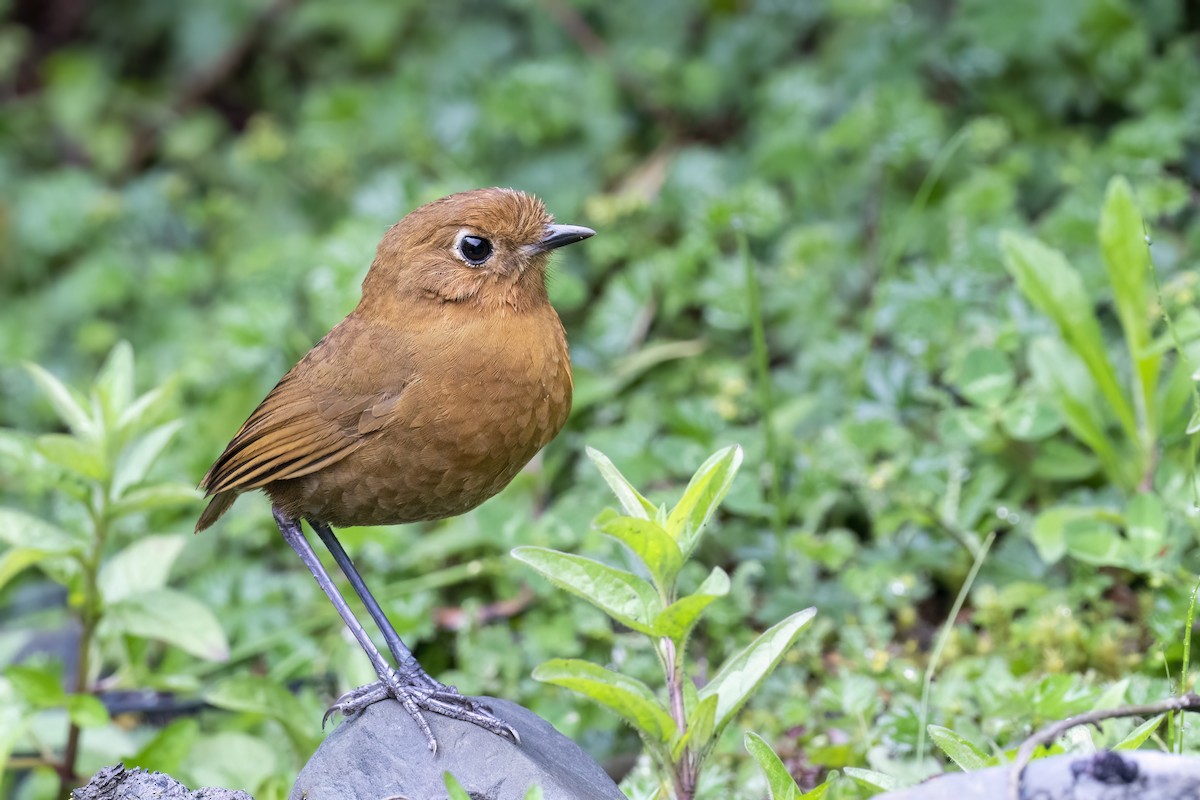 Puno Antpitta - ML502130701