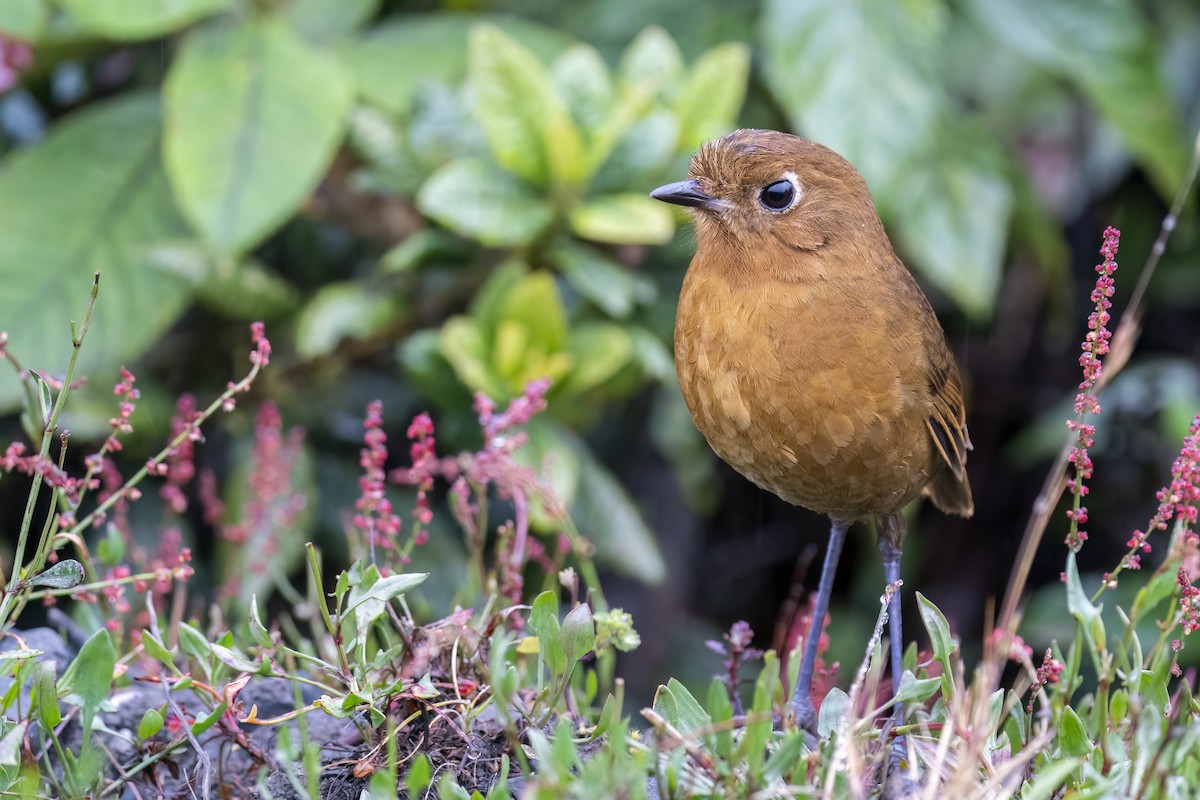 Puno Antpitta - ML502130721