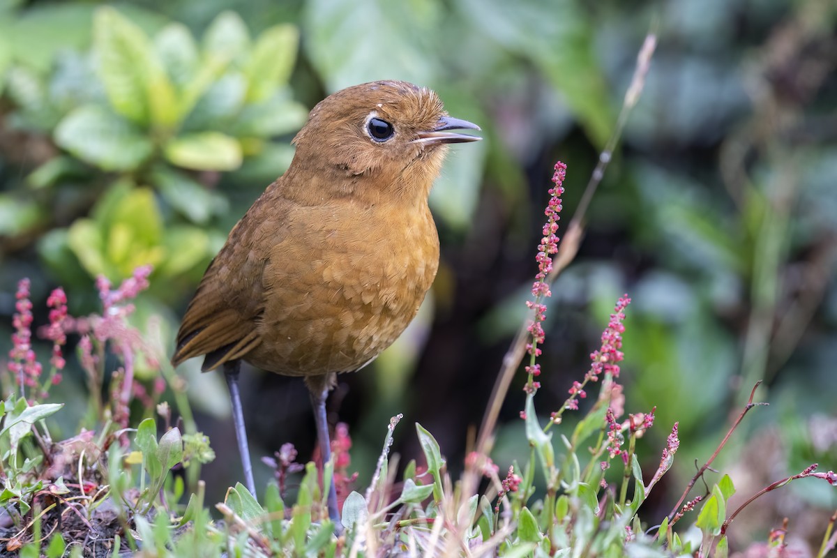 Puno Antpitta - ML502130741