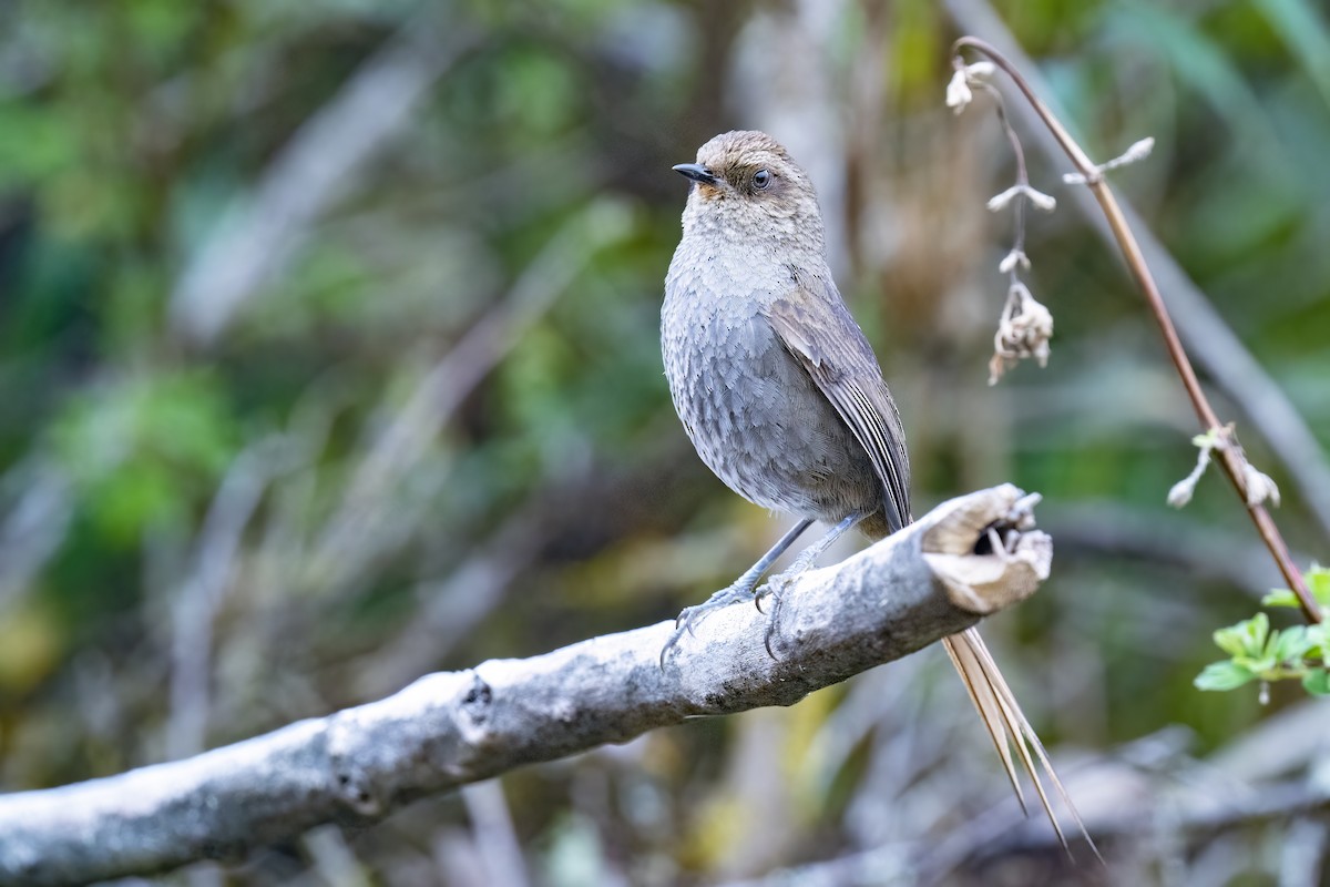 Vilcabamba Thistletail - Rob Jansen - RobJansenphotography.com