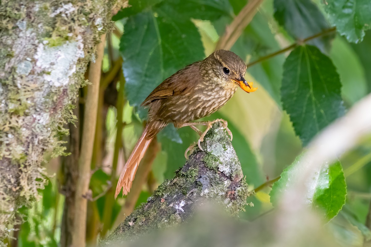 Buff-browed Foliage-gleaner - Celso Modesto Jr.