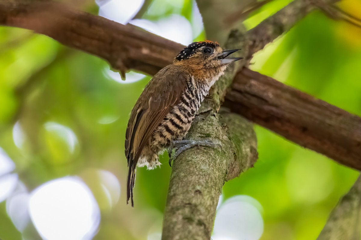 Ochre-collared Piculet - ML502131341