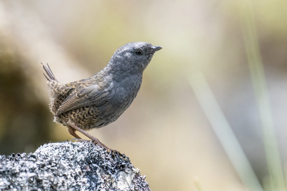 Ampay Tapaculo - ML502131501