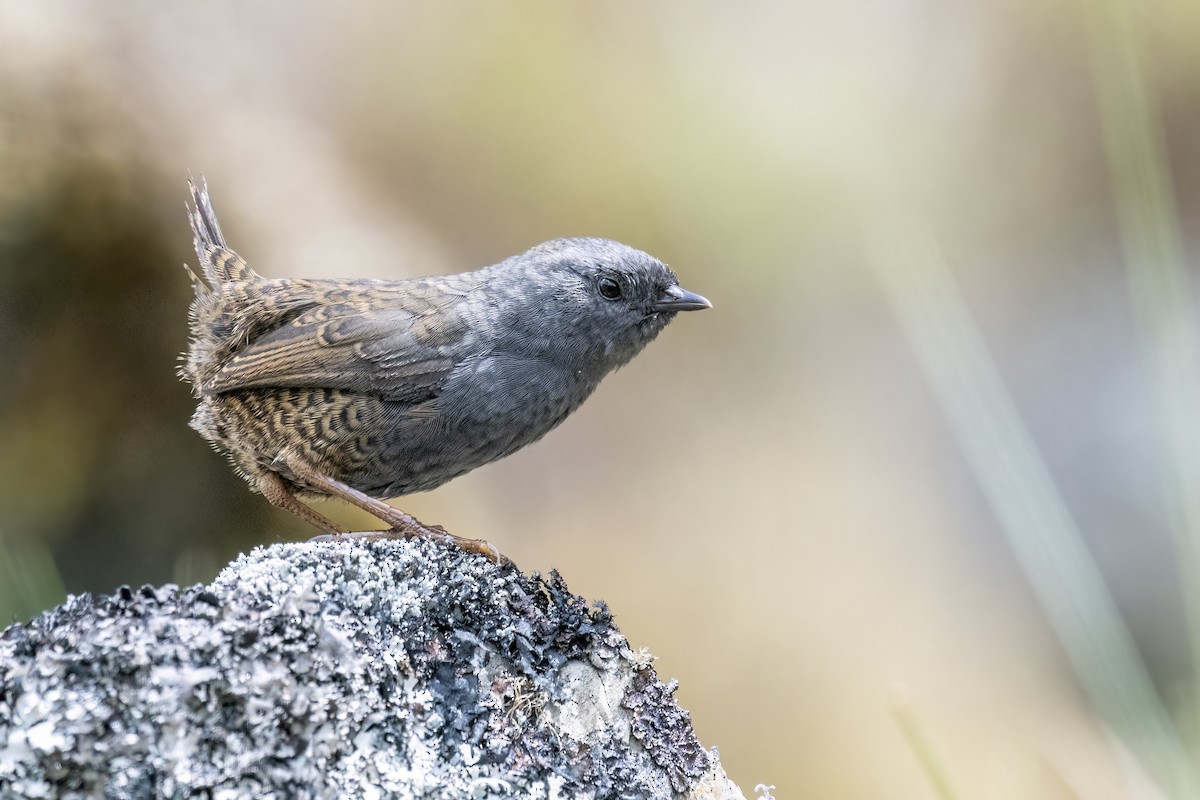Ampay Tapaculo - ML502131511