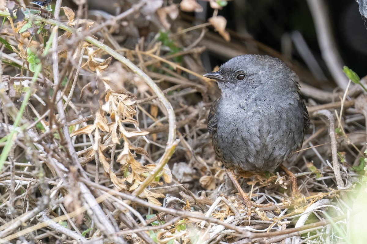 Ampay Tapaculo - ML502131521