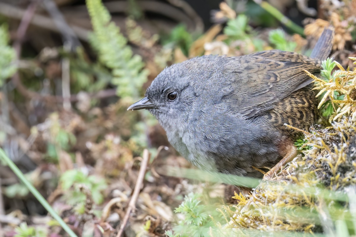 Ampay Tapaculo - ML502131531