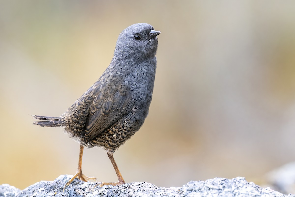 Ampay Tapaculo - ML502131541