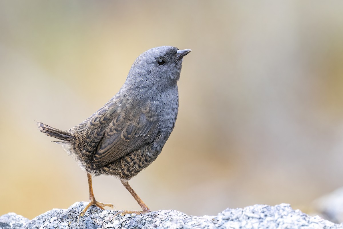 Ampay Tapaculo - ML502131551