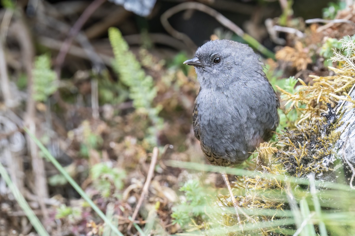 Ampay Tapaculo - ML502131561