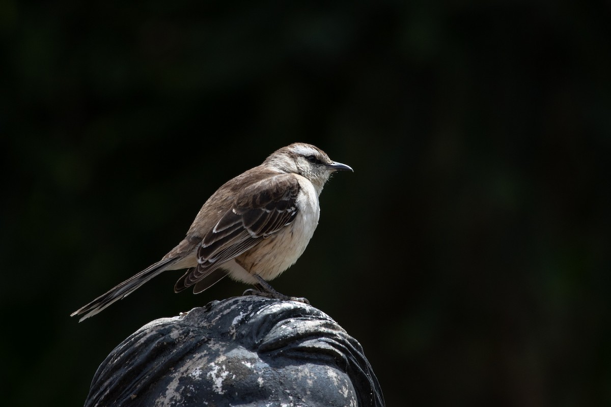 Chalk-browed Mockingbird - ML502131681