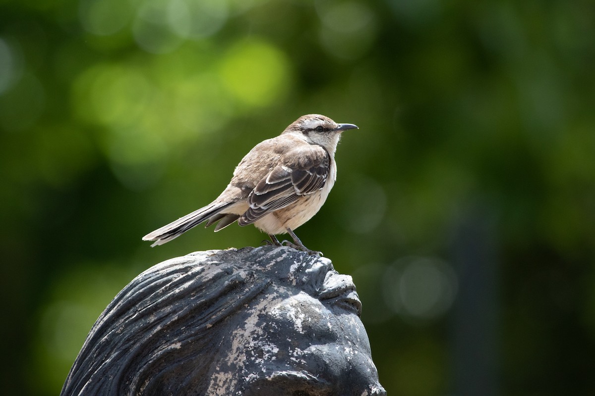 Chalk-browed Mockingbird - ML502131691