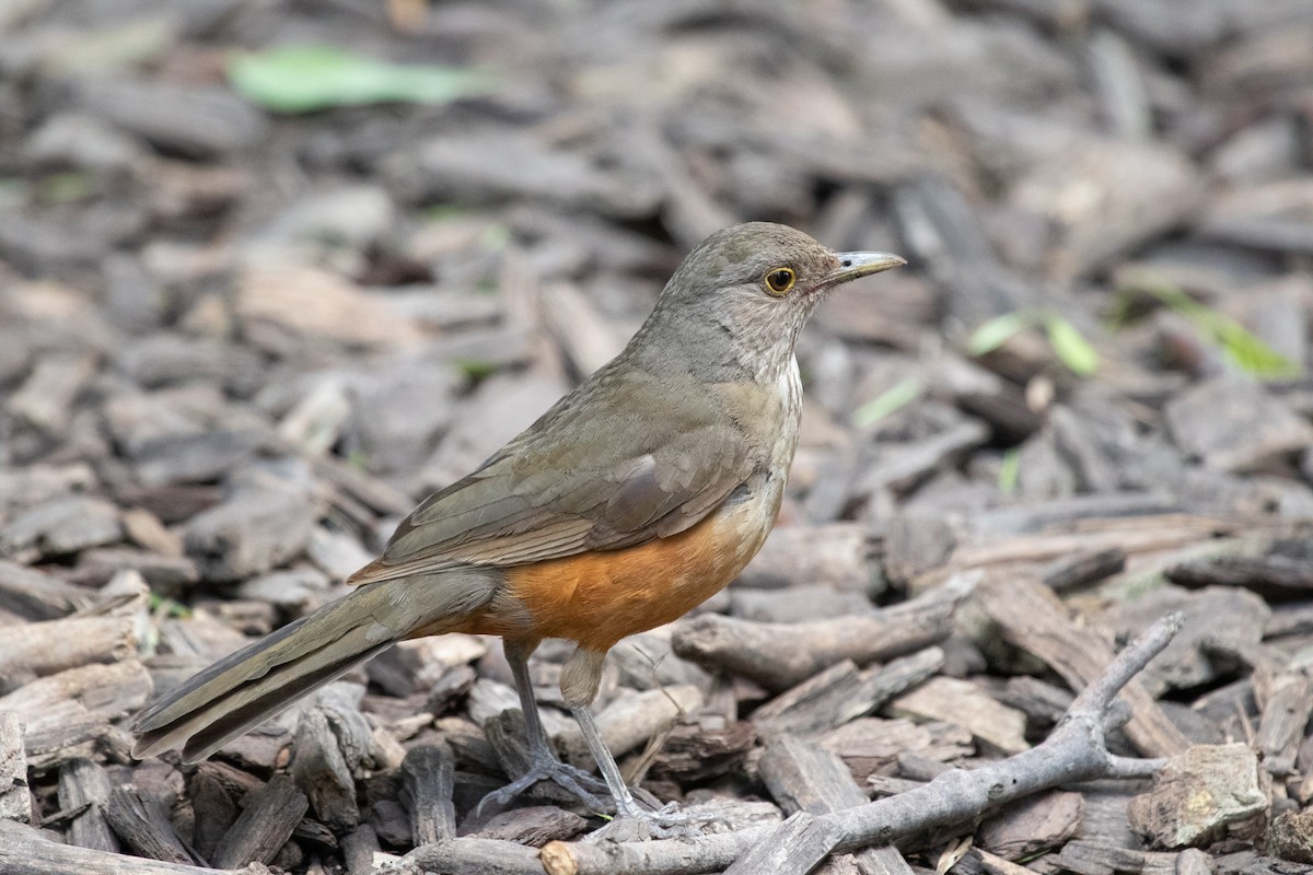 Rufous-bellied Thrush - ML502132001