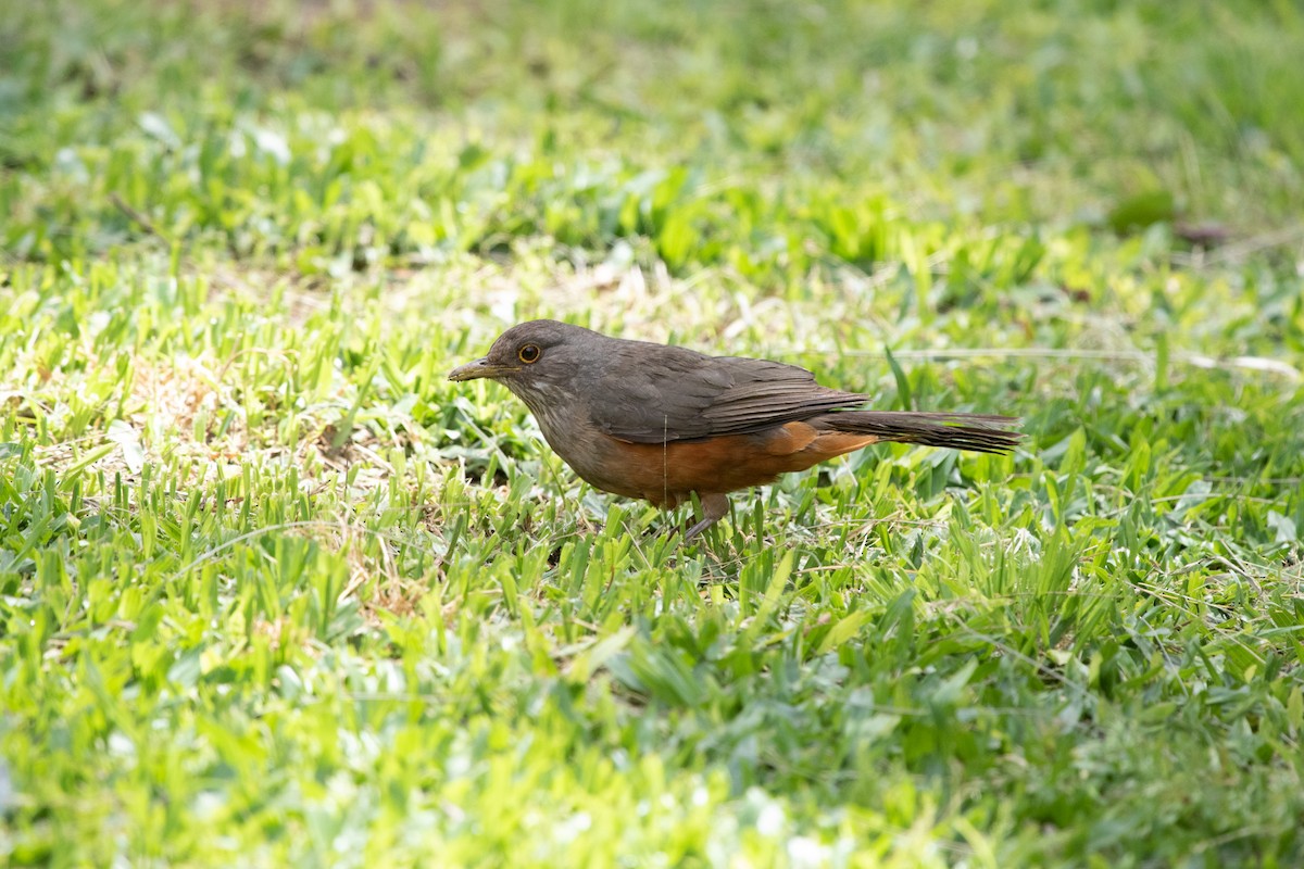 Rufous-bellied Thrush - ML502132011