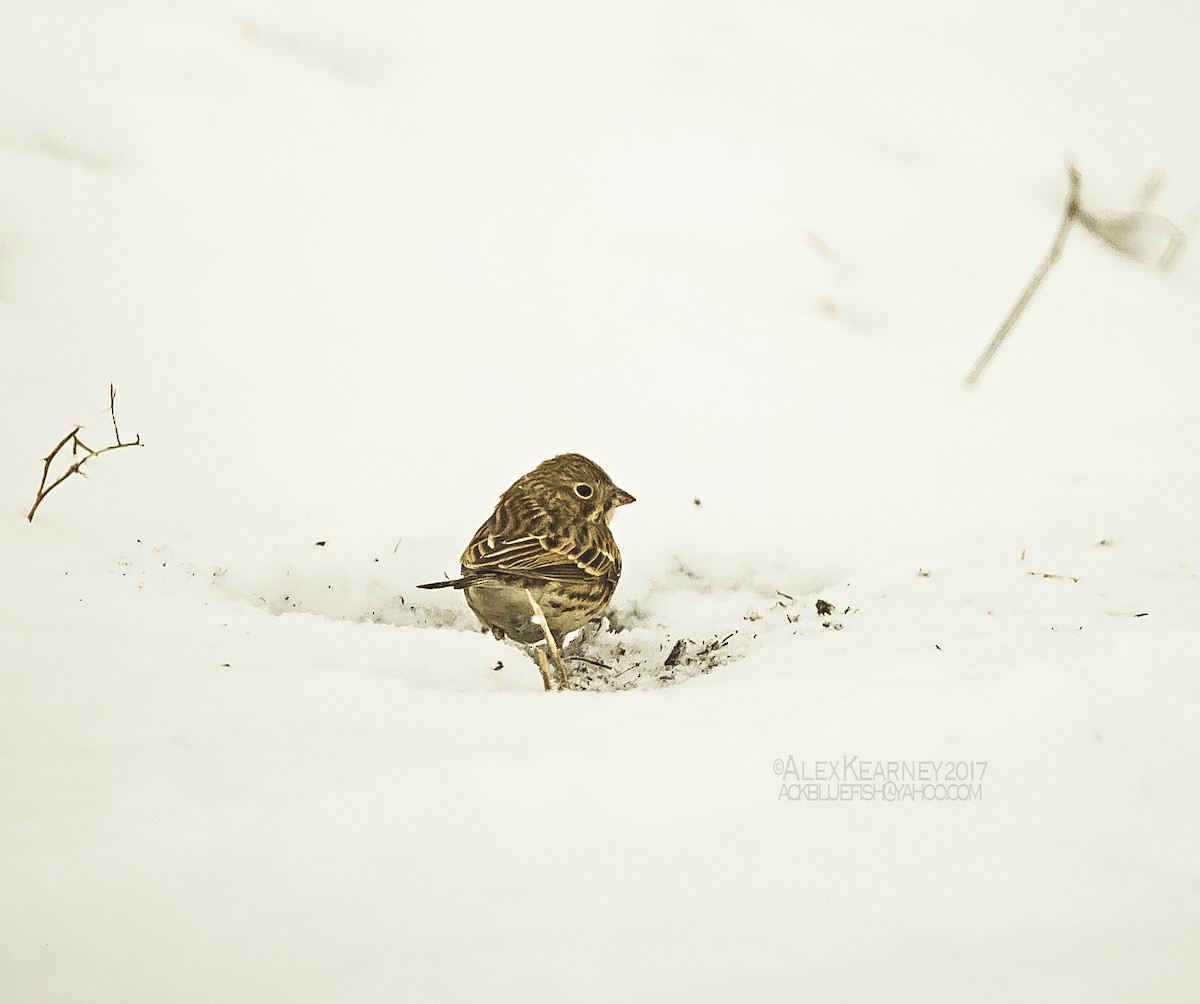 Vesper Sparrow - ML50213271