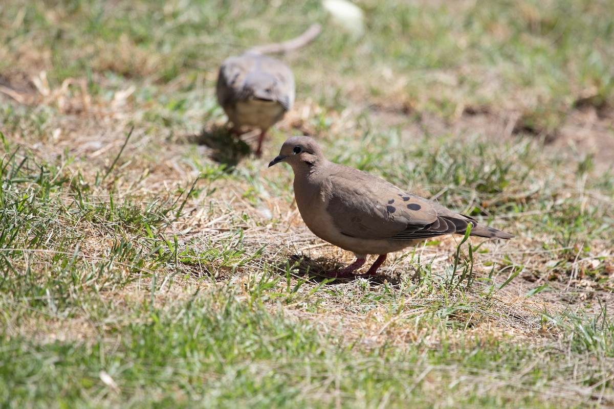 Eared Dove - ML502132721