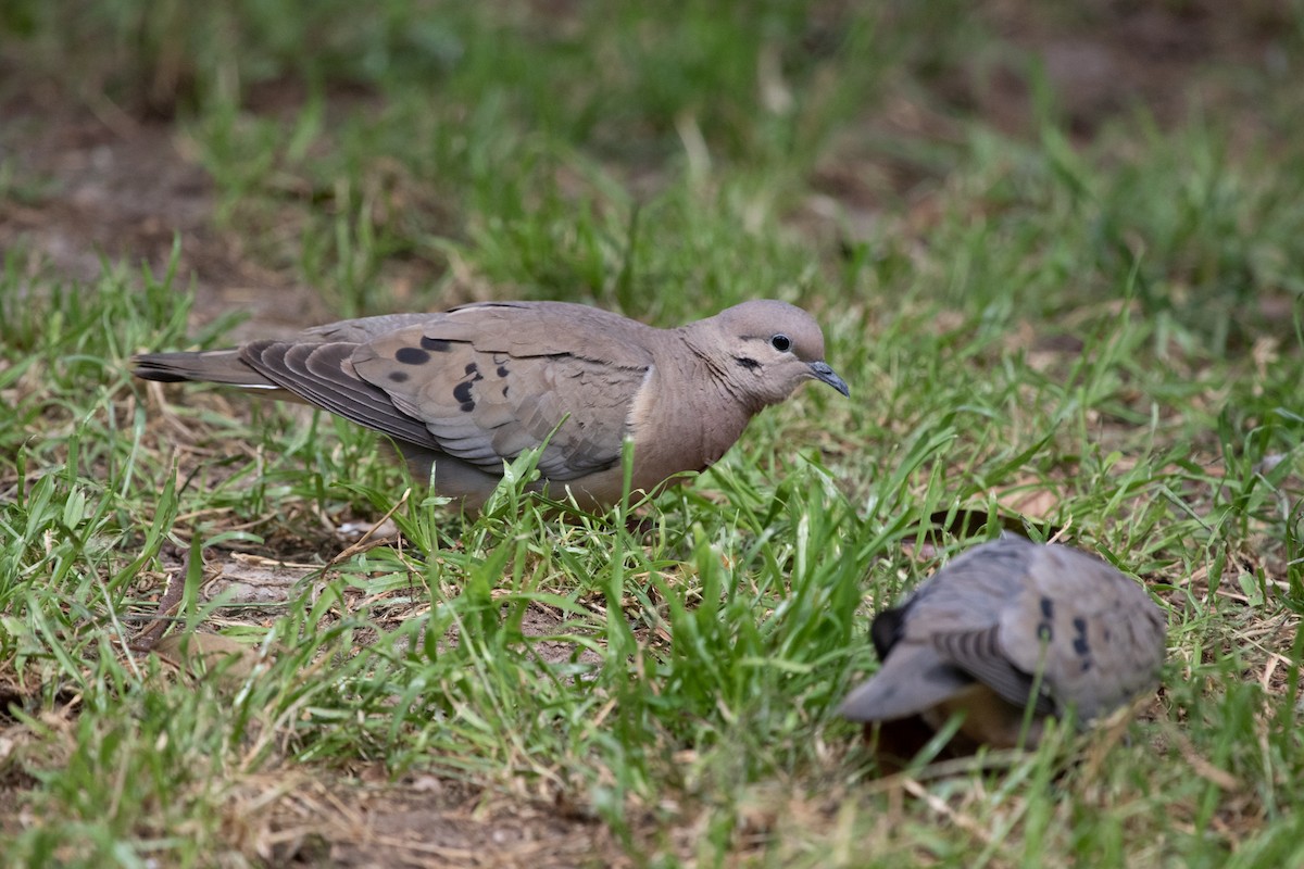 Eared Dove - ML502132731