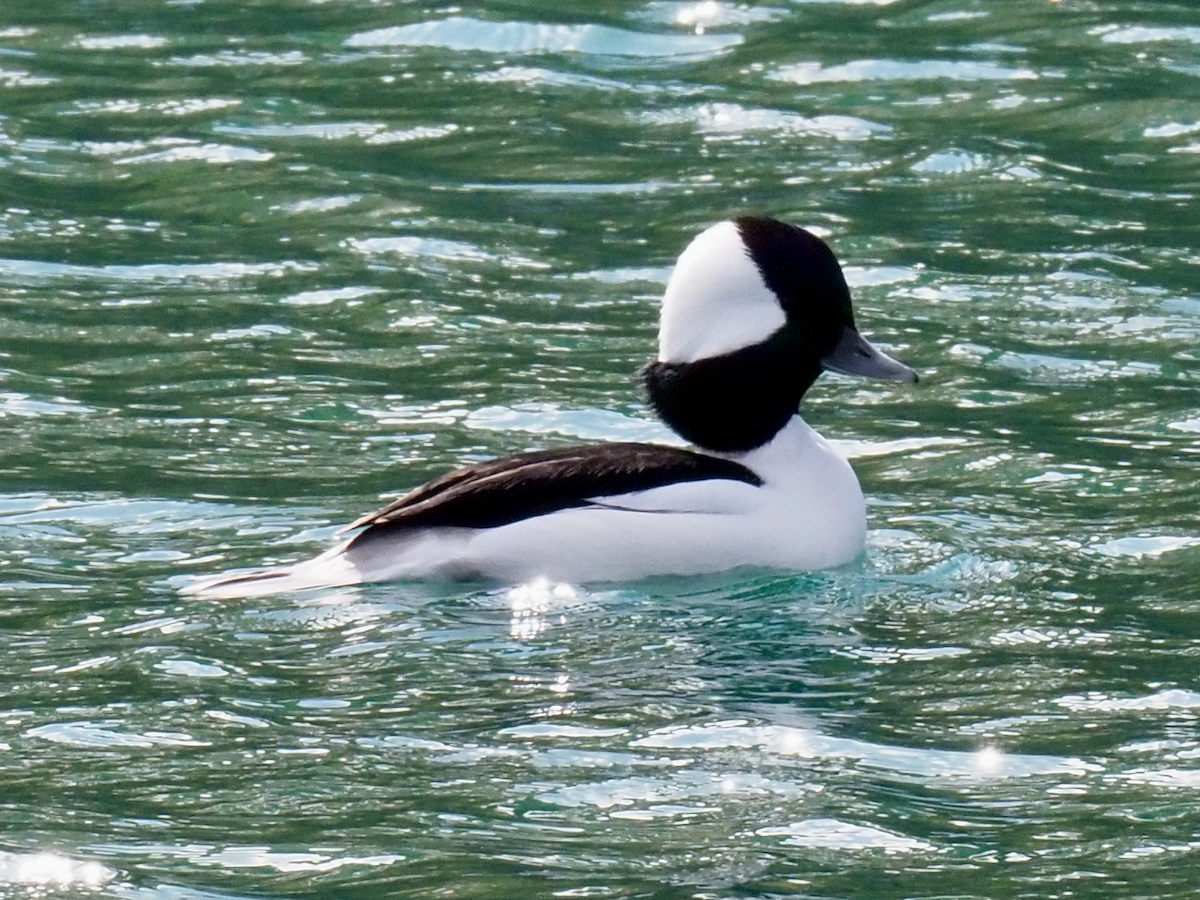 Bufflehead - ML502133221