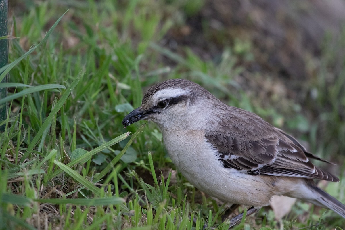 Chalk-browed Mockingbird - ML502133471