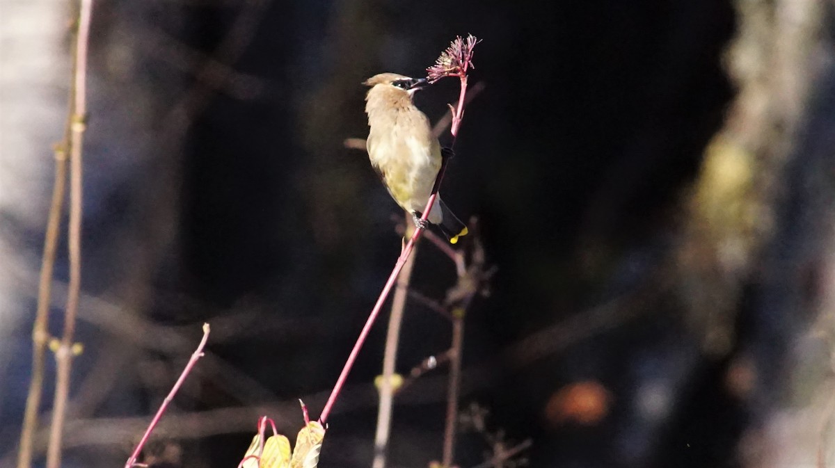 Cedar Waxwing - ML502133511