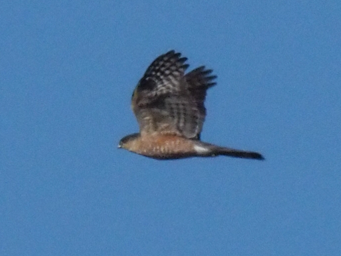 Sharp-shinned Hawk - ML502133571