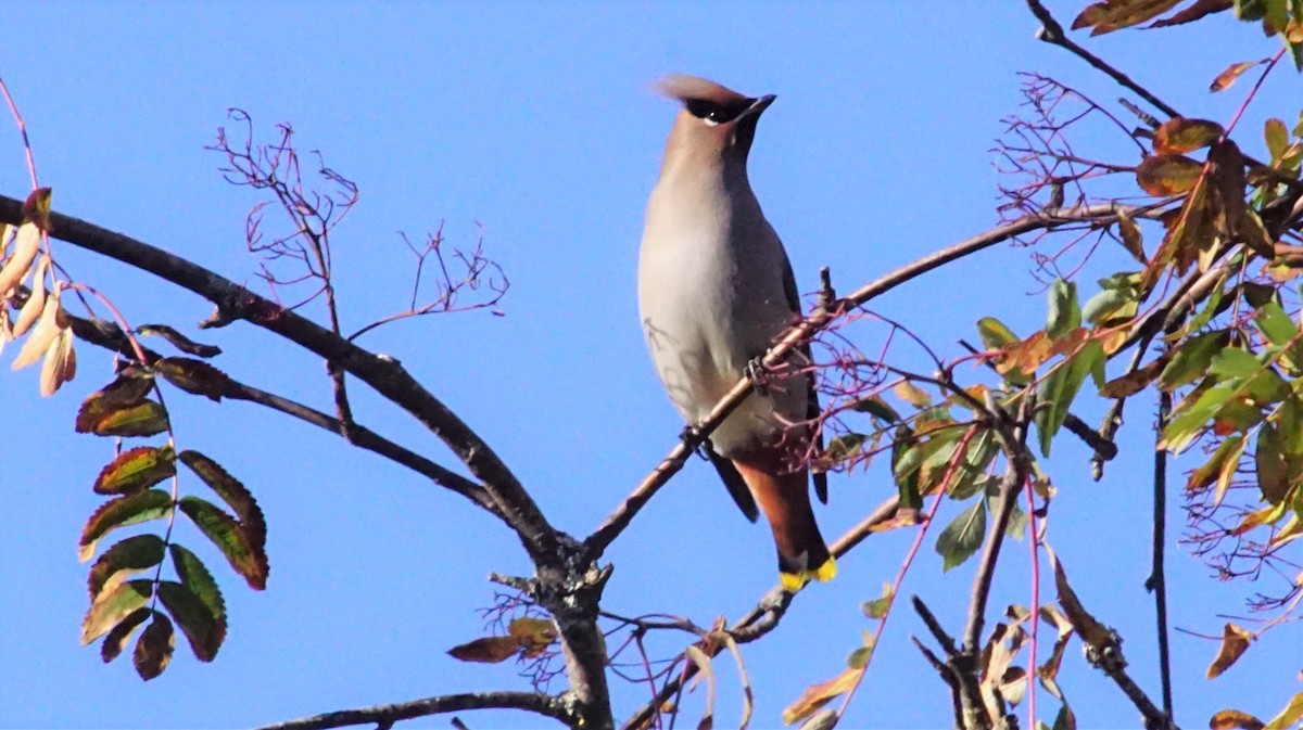 Bohemian Waxwing - ML502133691